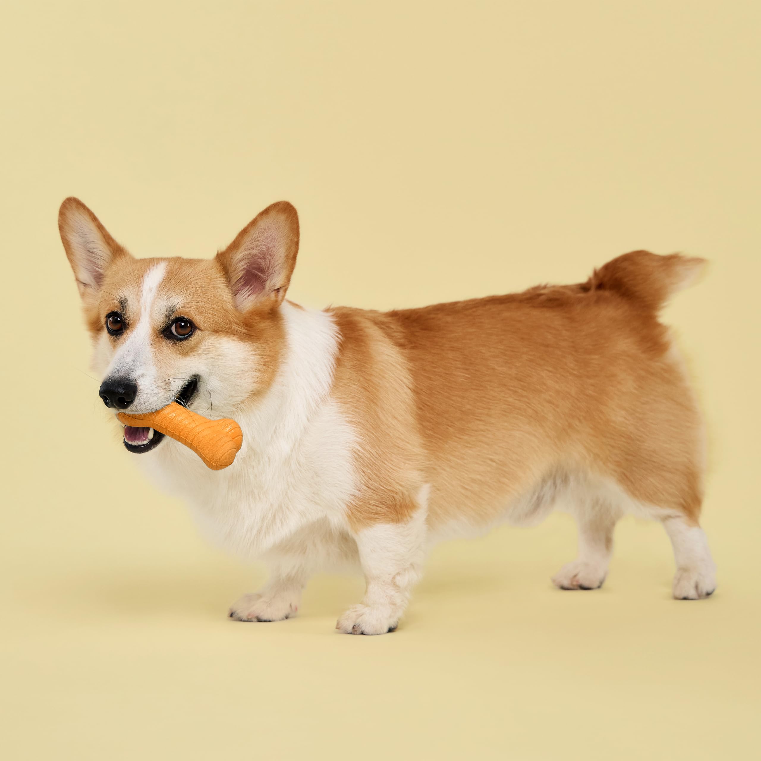 Playology os en usage avec chien actif mettant en valeur durabilité et plaisir