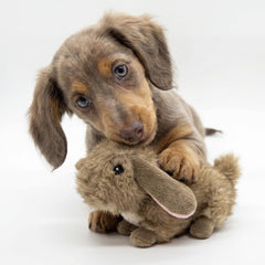 Playology Plush Bunny détail du sifflet interne stimulant l'intérêt auditif du chien