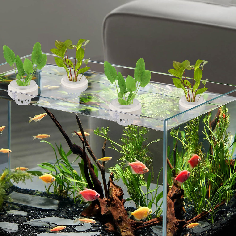 Plus tard panier intégré dans aquascape ajoutant profondeur visuelle