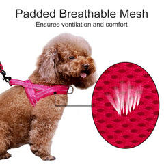 PLUTUS PET boucle rapide démontrant mise en place facile
