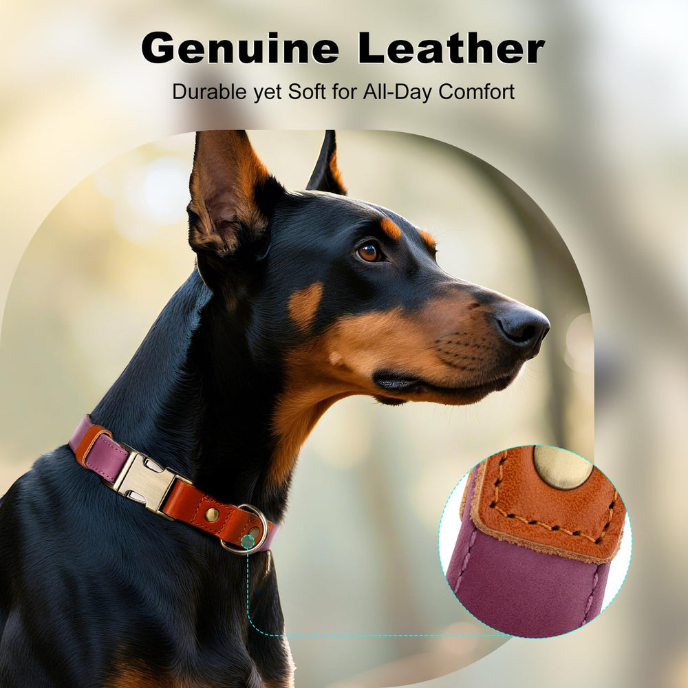 Plutus Pet boucle métal solide pour fixation rapide et sûre
