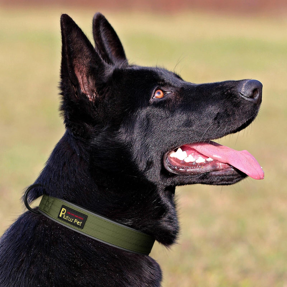Plutus Pet collier porté par chien en promenade illustrant tenue sûre