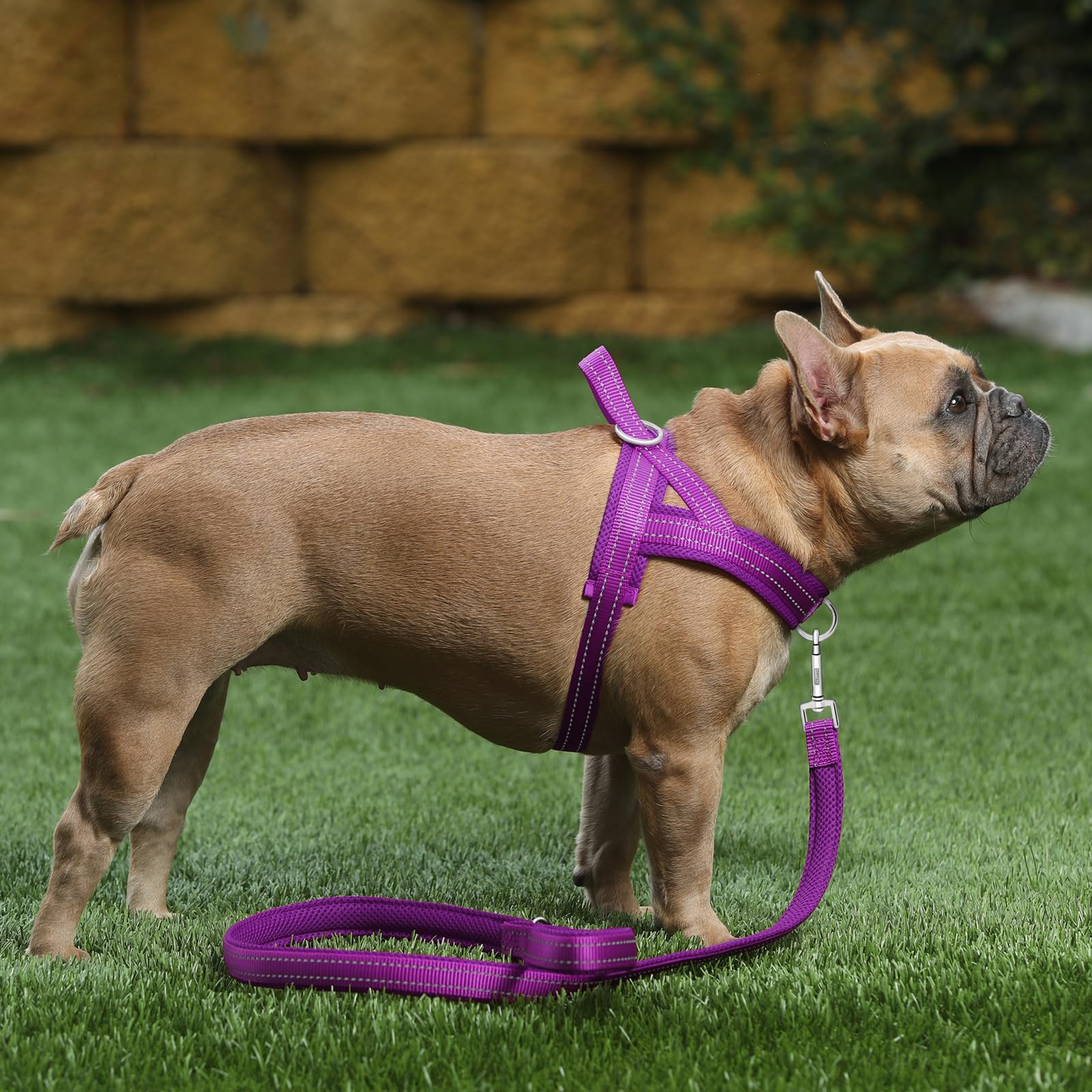 Plutus Pet coutures réfléchissantes augmentant la visibilité nocturne