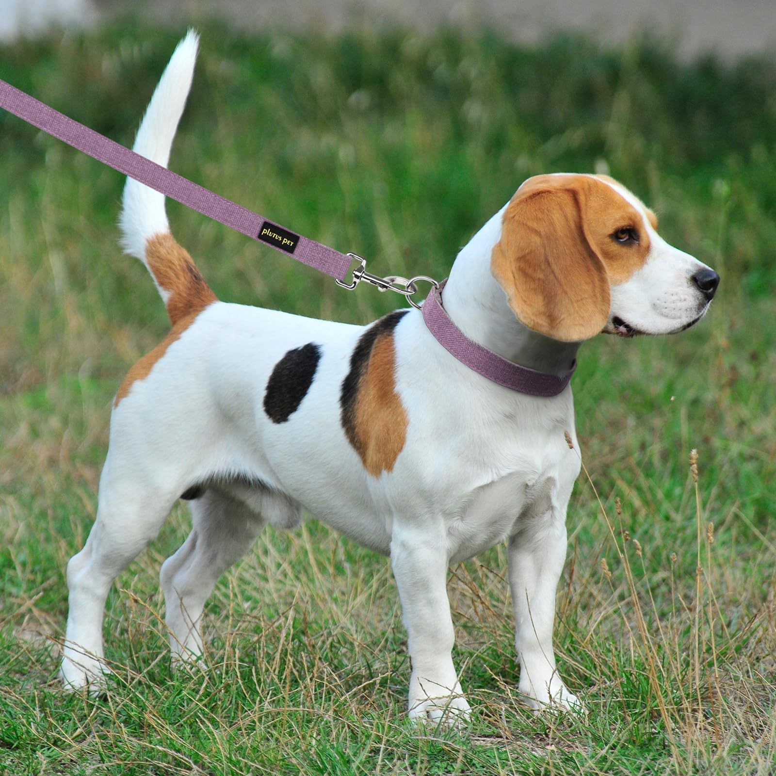 Plutus Pet ensemble stylisé collier et laisse esthétique durable pour sorties