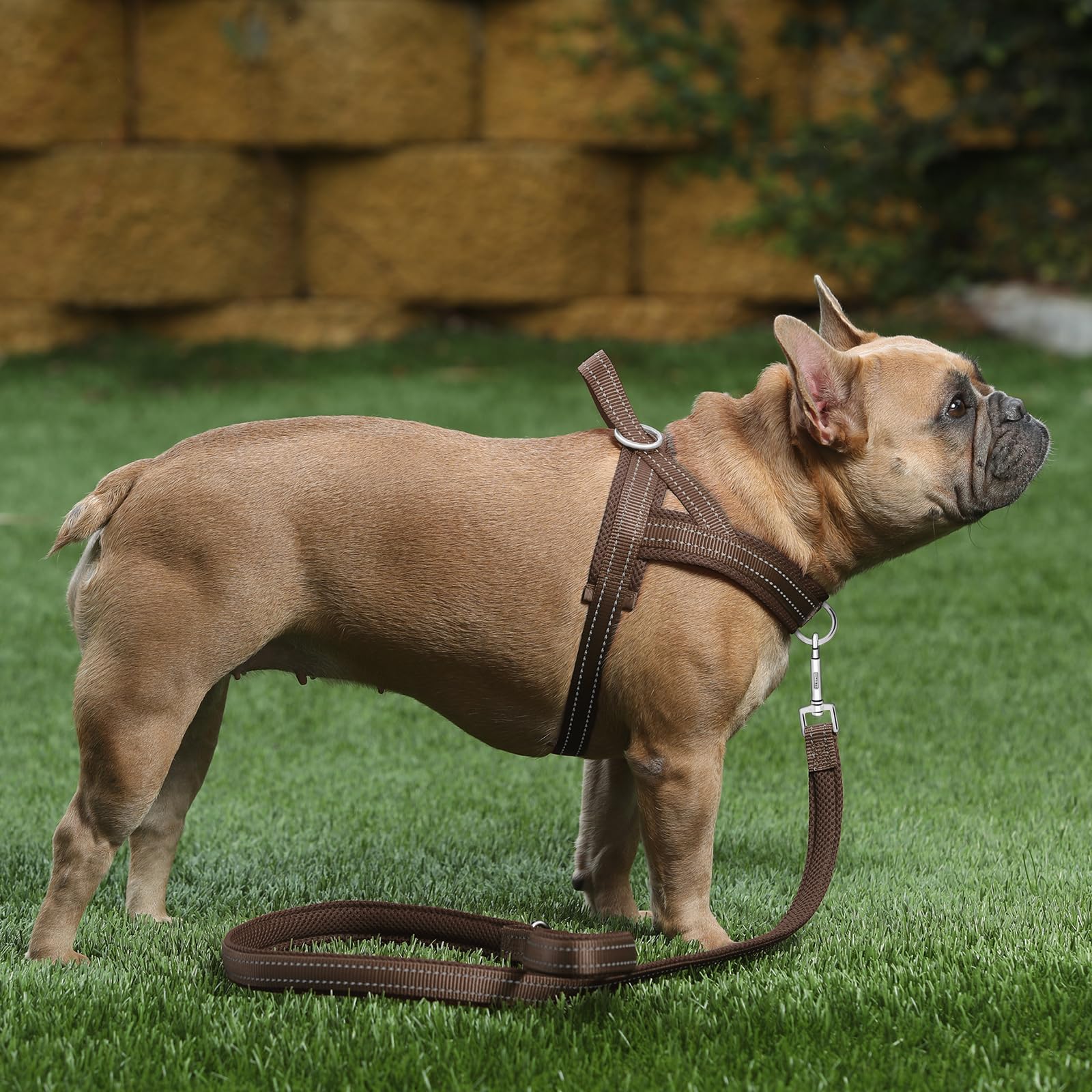 Plutus Pet boucle unique step-in facilitant l'enfilage rapide