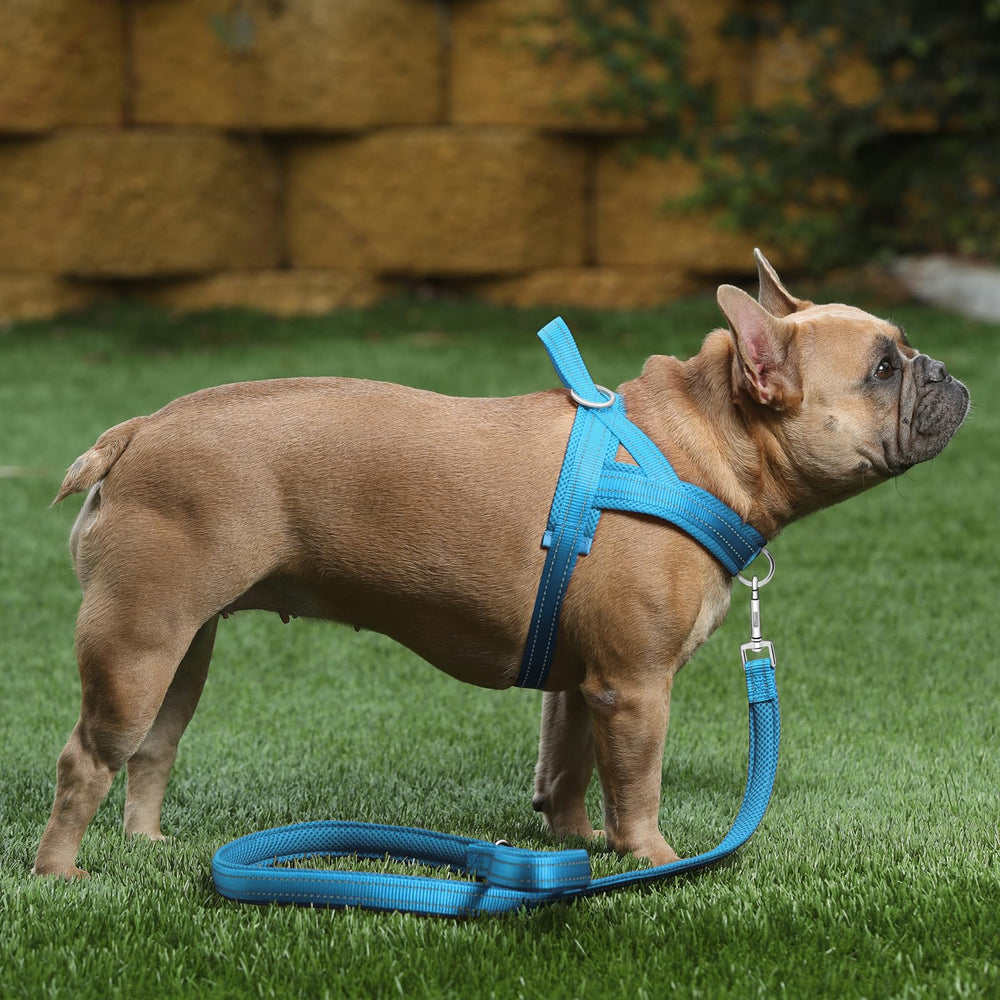 PLUTUS PET comparaison taille montrant ajustement et guide pratique