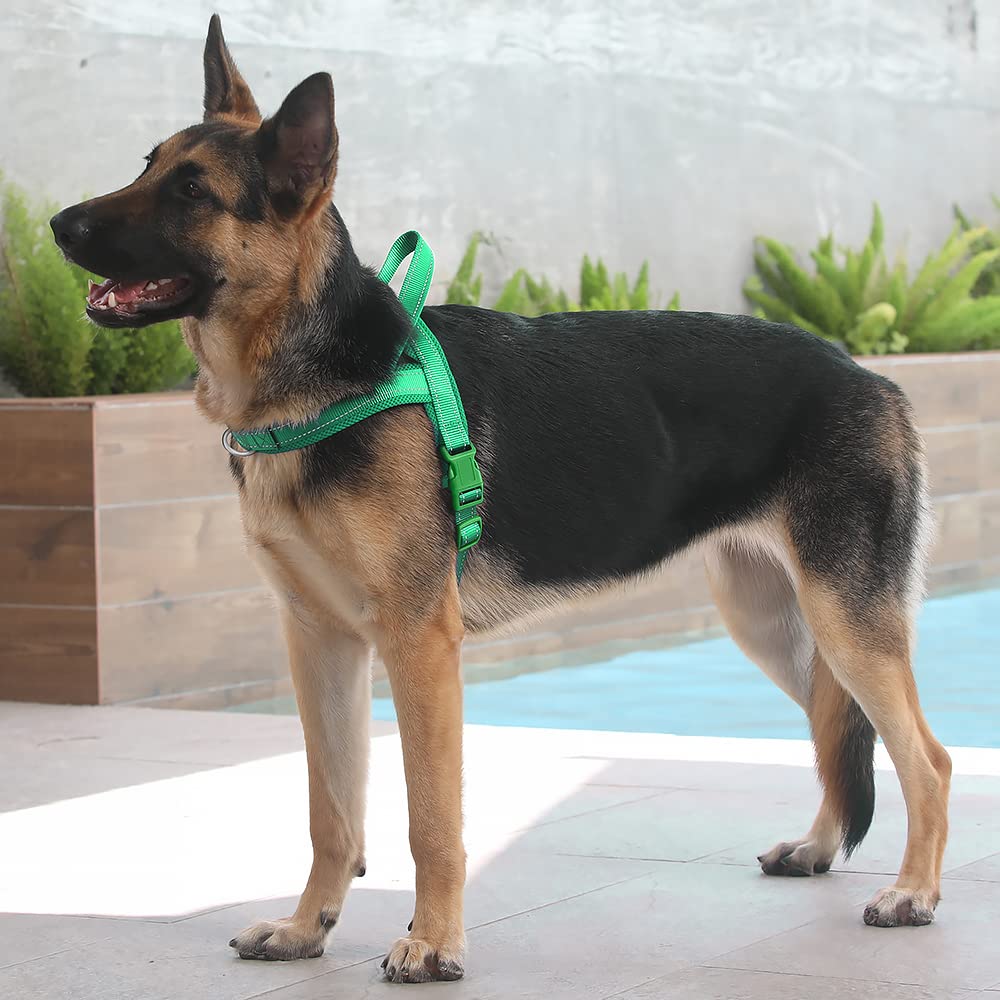 PLUTUS PET comparaison taille montrant ajustement et guide pratique