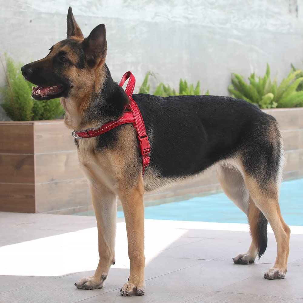 PLUTUS PET chien portant le harnais en promenade, meilleure maîtrise