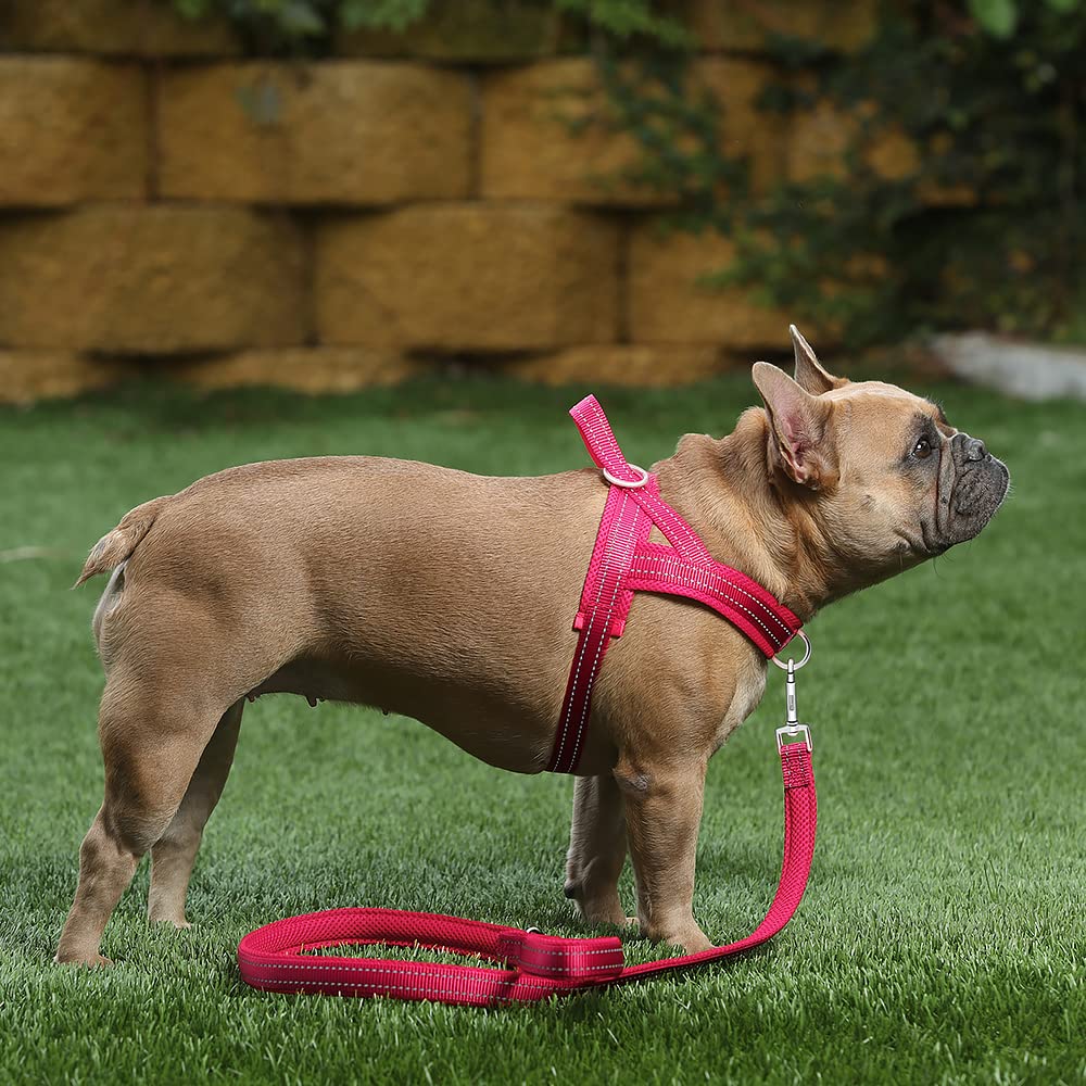 PLUTUS PET harnais utilisé en extérieur pour promenades sécurisées