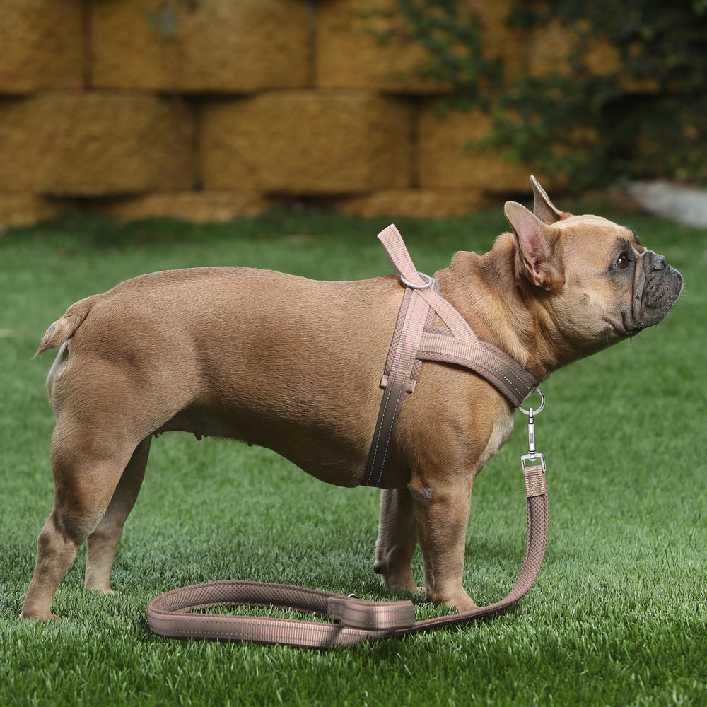 Plutus Pet fil réfléchissant améliorant visibilité et sécurité