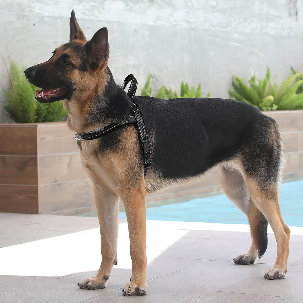 PLUTUS PET détail réfléchissant augmentant la sécurité lors des sorties nocturnes