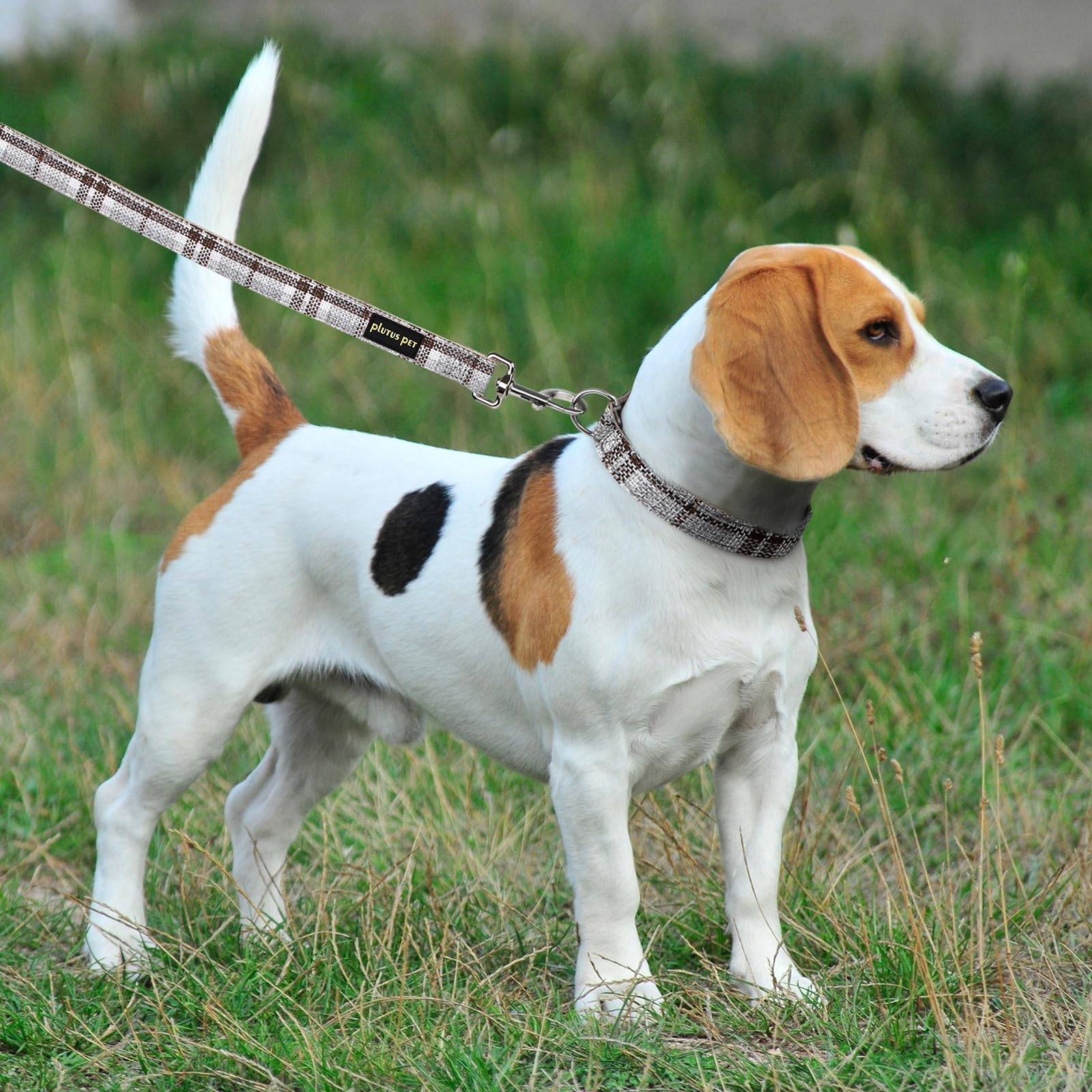 PLUTUS PET style de vie promenade, look propre et respectueux