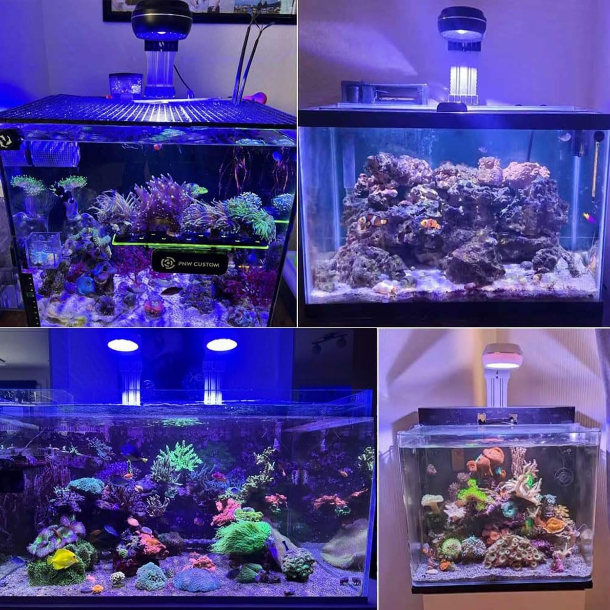 PopBloom RL60 emballage et étiquette présentant spécifications et garantie