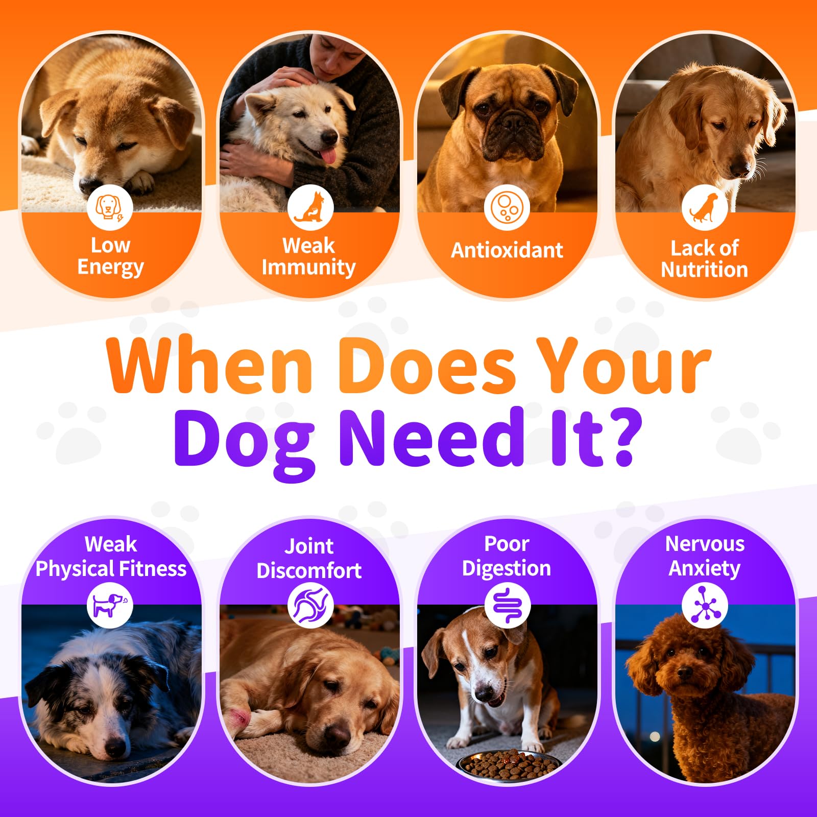 POPPAW chien mange repas enrichi pour meilleure vitalité