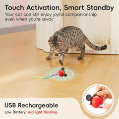 Potaroma en action avec un chat qui poursuit la balle, favorise l'exercice actif