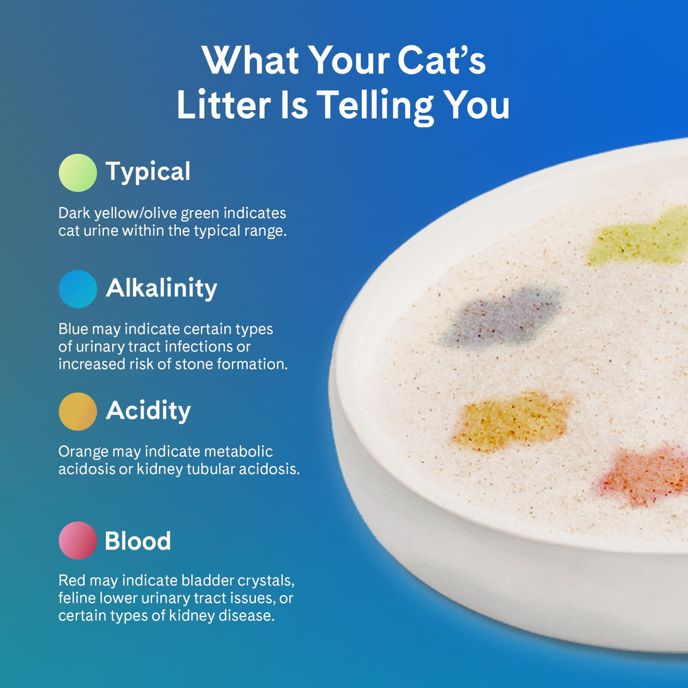 PrettyLitter scène de vie chat montrant confort et contrôle des odeurs
