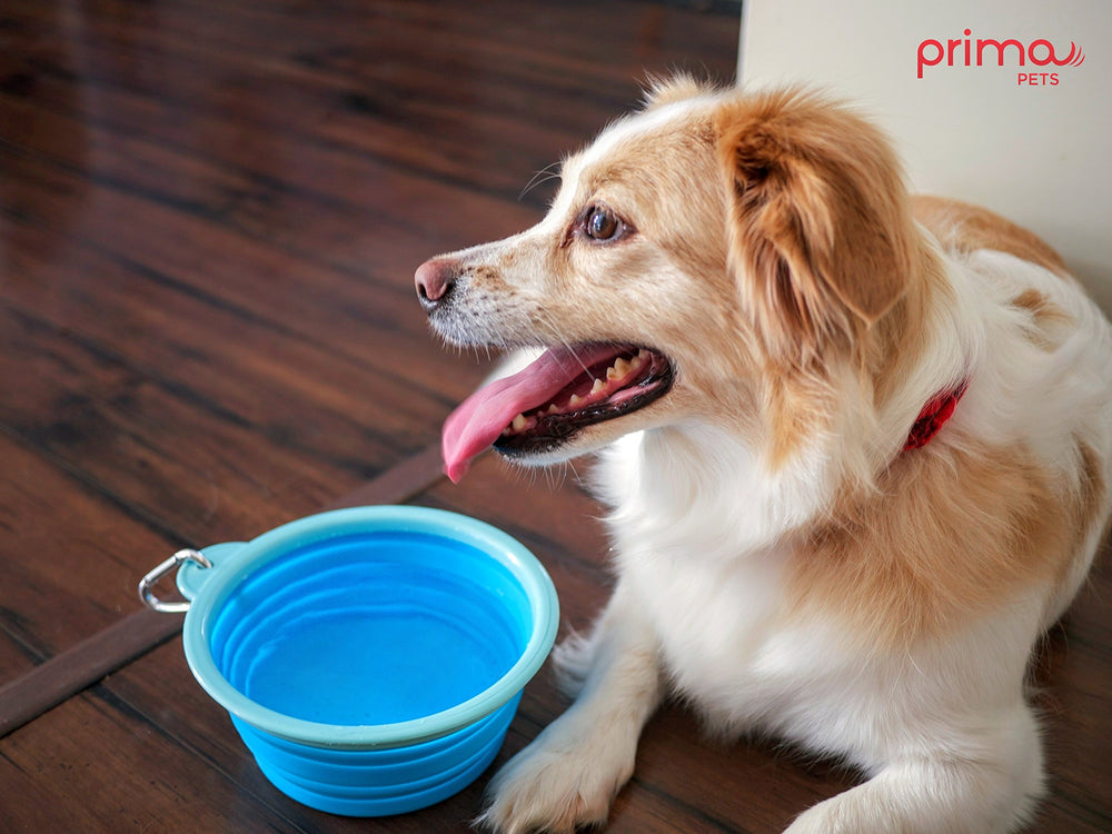Prima Pets bol plié à l’intérieur d’un sac à dos pratique