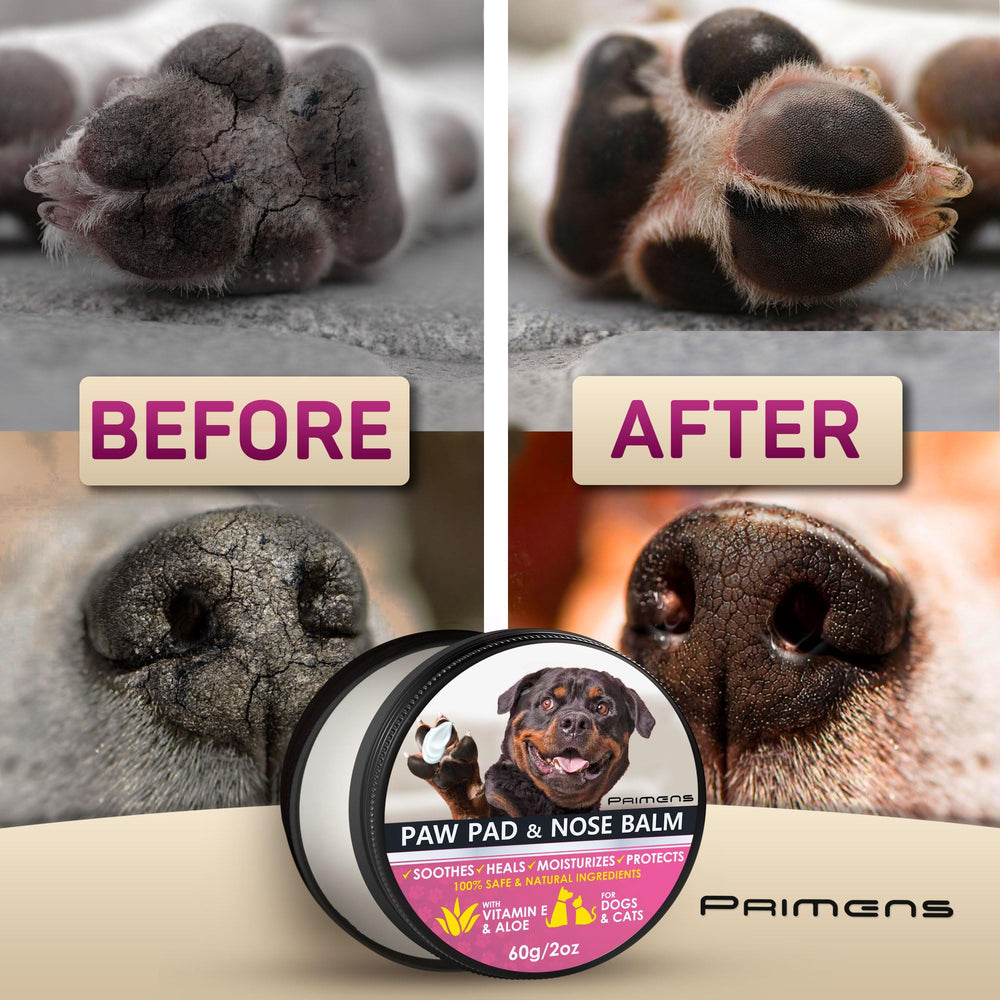 Application du baume Primens sur la patte d'un chien, protection avant promenade