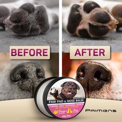 Application du baume Primens sur la patte d'un chien, protection avant promenade