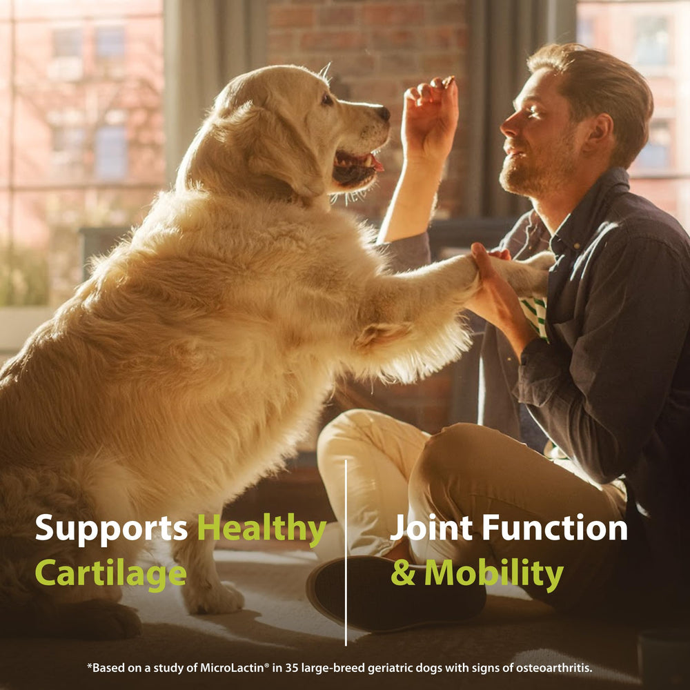 Chien prenant une PRN Duralactin chew illustrant administration facile