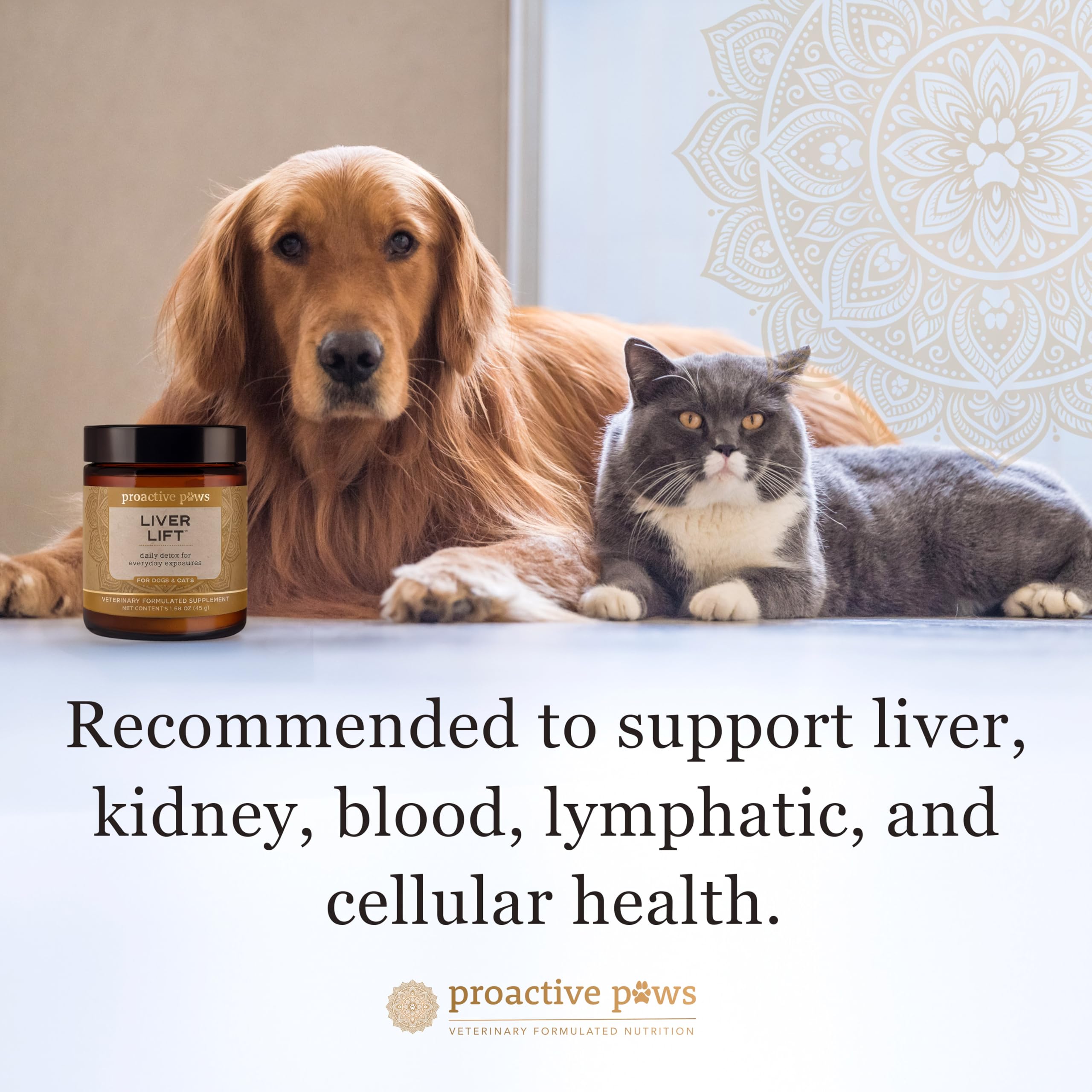 Proactive Paws pot à côté d'un chat pour usage quotidien et soutien