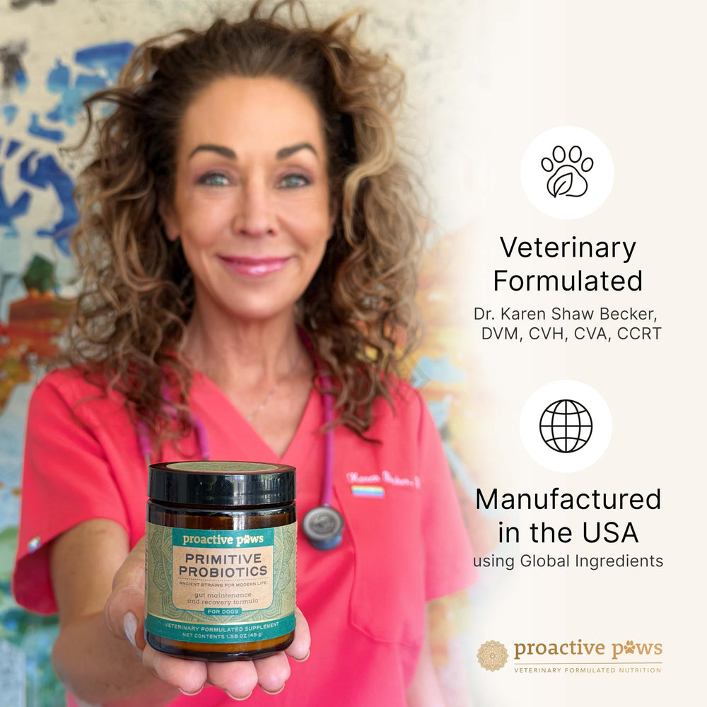 Proactive Paws en contexte lifestyle avec chien calme montrant bien‑être
