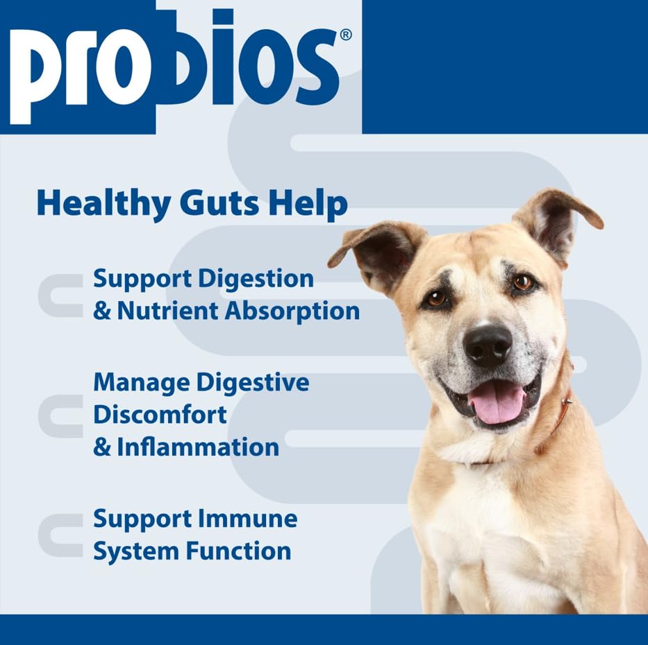 Probios texture molle en gros plan facilitant la mastication pour chiens sensibles