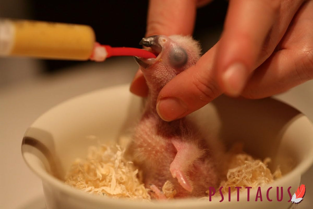 Psittacus boîte à côté d'une main pour indiquer l'échelle et la praticité