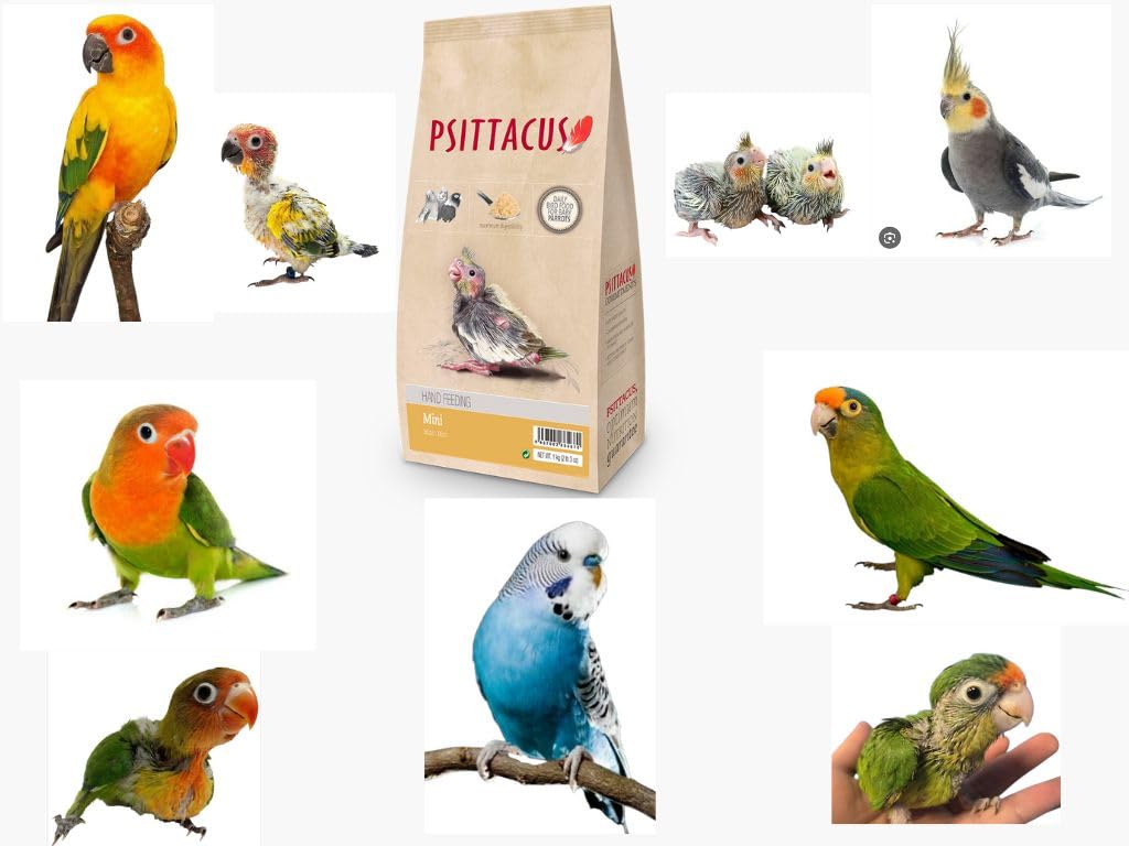Psittacus nourrissage manuel d'un jeune cockatiel montrant sécurité et confort
