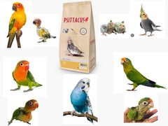 Psittacus nourrissage manuel d'un jeune cockatiel montrant sécurité et confort