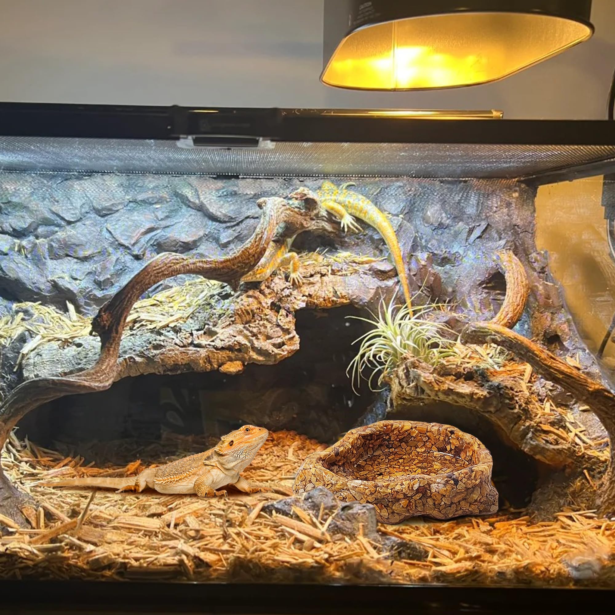 PTHFTAF bol intégré au décor du terrarium, aspect naturel esthétique