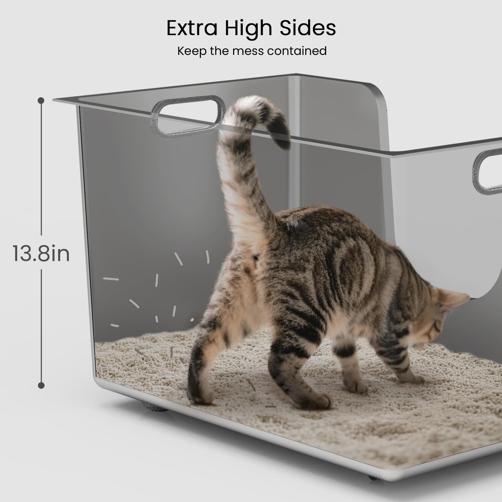 Ptlom grand chat Maine Coon utilisant confortablement le bac