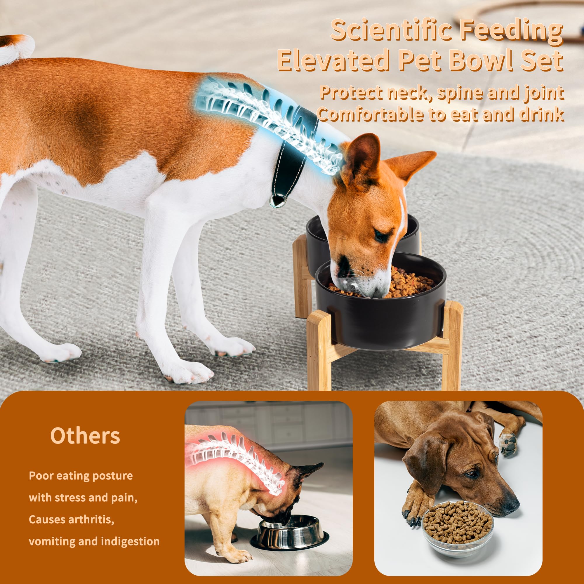 PTOBER gamelle en usage chien mange confortablement