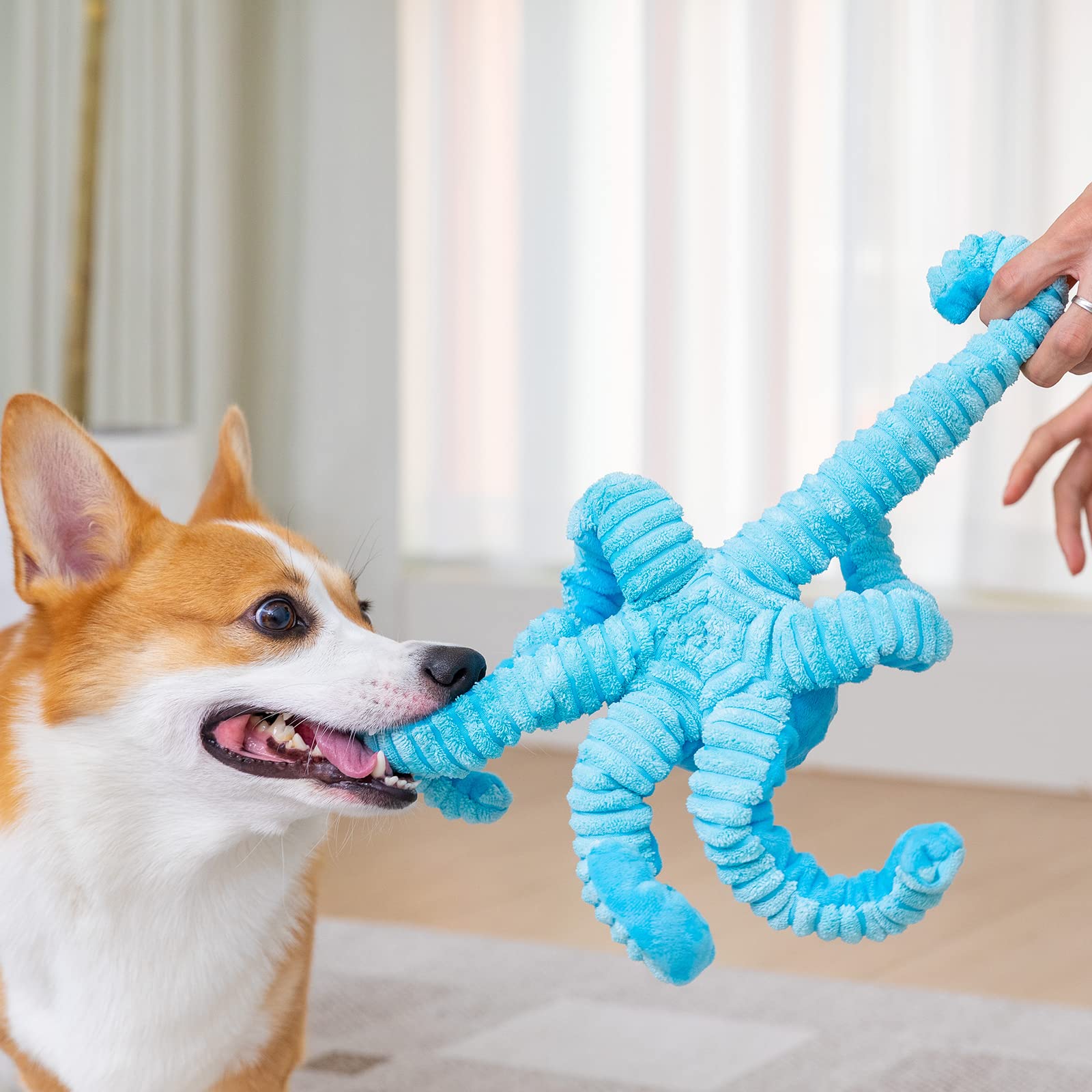 Pubialo comparaison taille montre proportions pour chiots et grands chiens