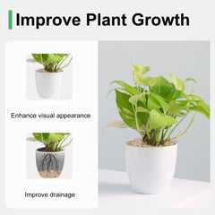 Pulovin dans pot succulente améliorant drainage et apparence
