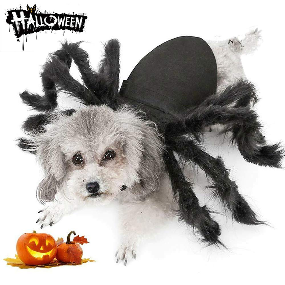 Puoyis costume araignée vu de face donnant un look Halloween saisissant