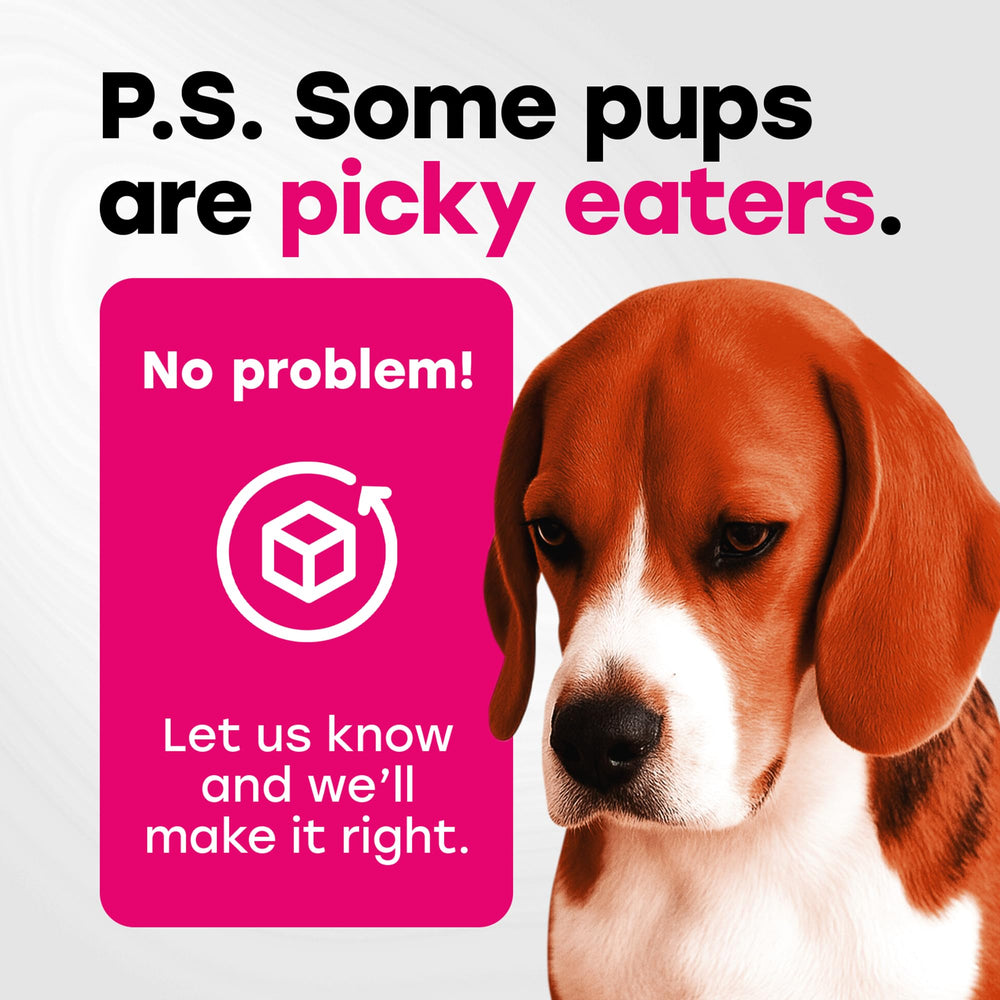 Pup Choice style de vie cuisine pot posé près gamelle, intégration facile routine