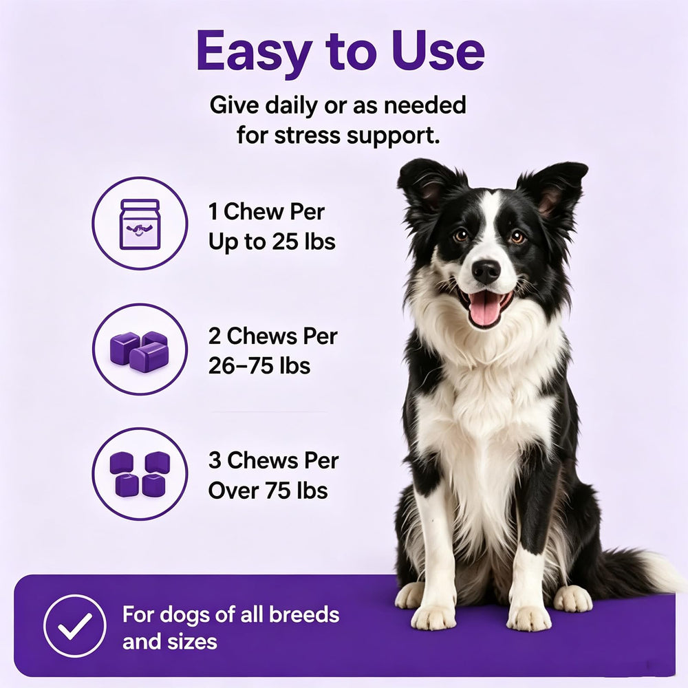 PupDose ingrédients naturels présentés pour transparence et qualité