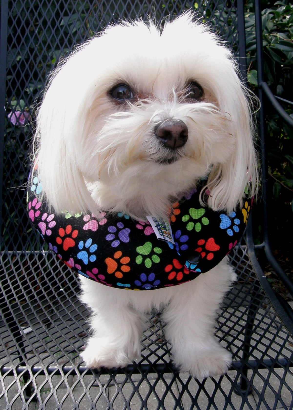 Puppy Bumpers Rainbow Paw face avant montrant confort et sécurité
