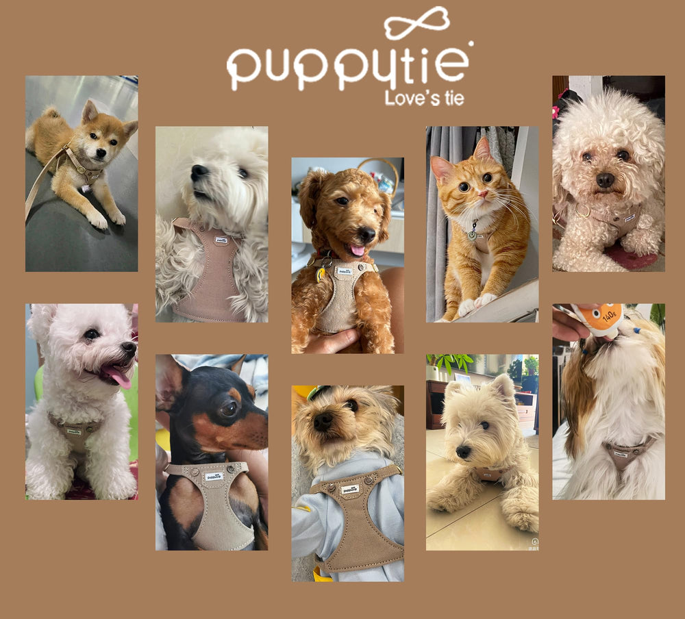 puppytie comparaison de taille avec main montrant ajustement XS précis