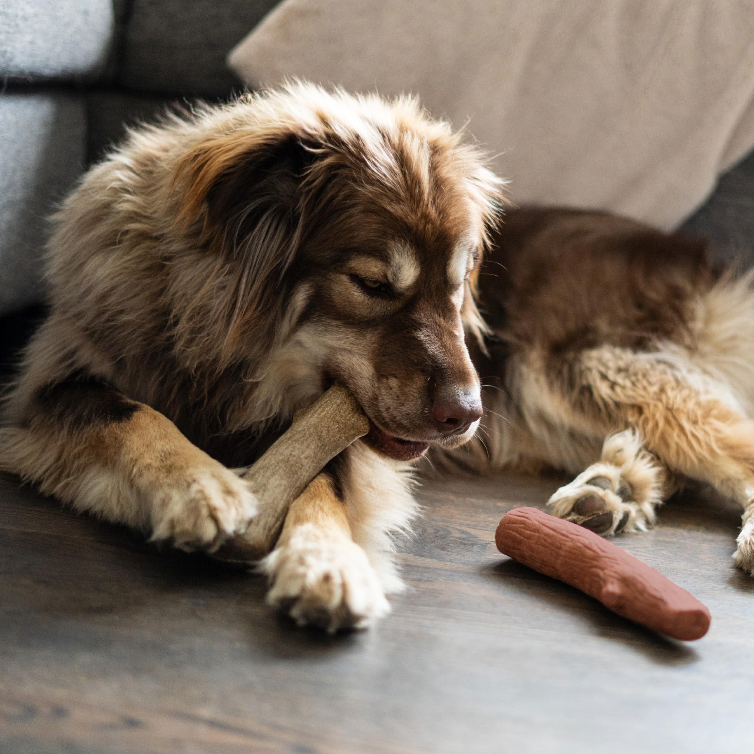Pupstages gros plan couleur mesquite montrant teinte fumée appétente pour chiens