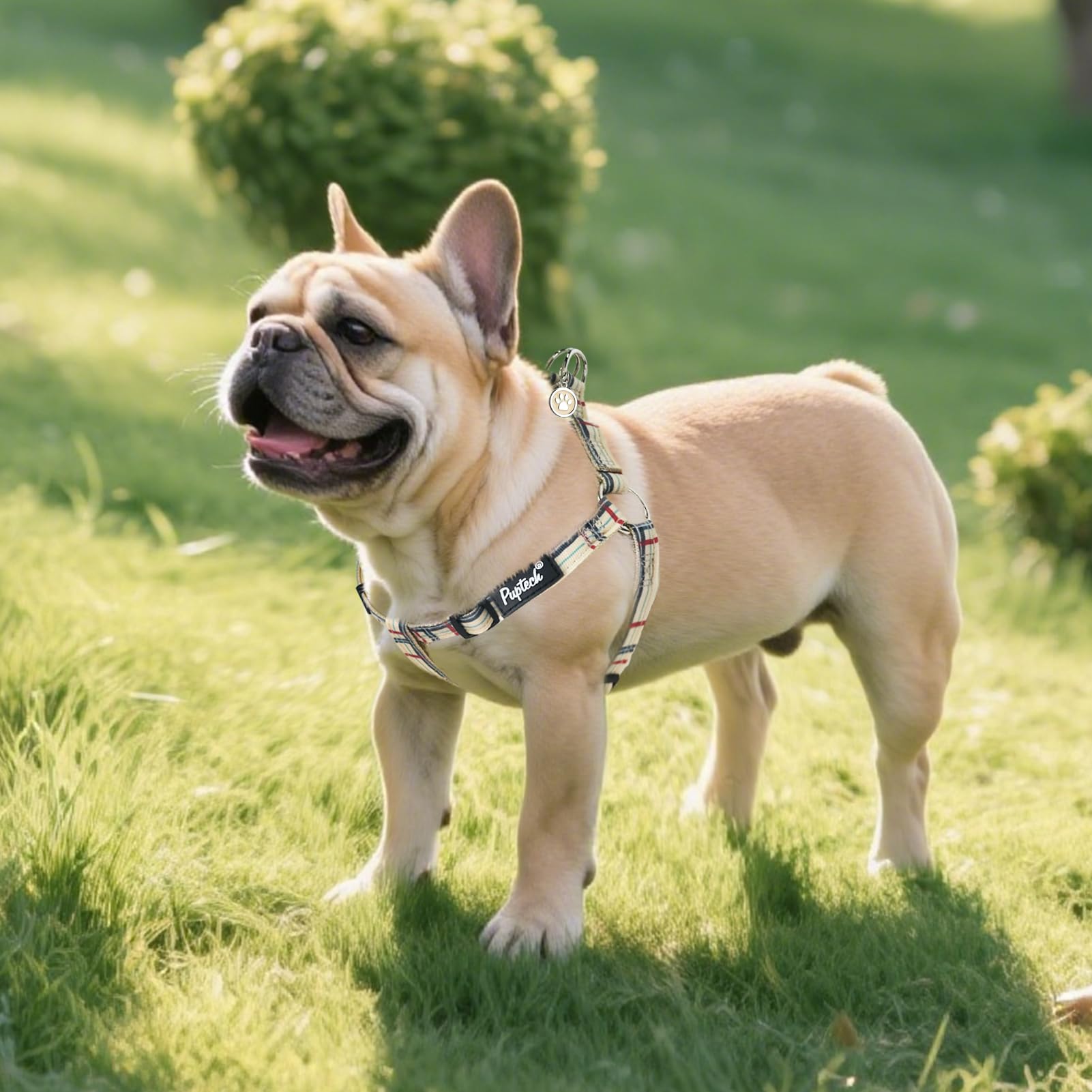 PUPTECK chiot en promenade illustrant contrôle sans tirer