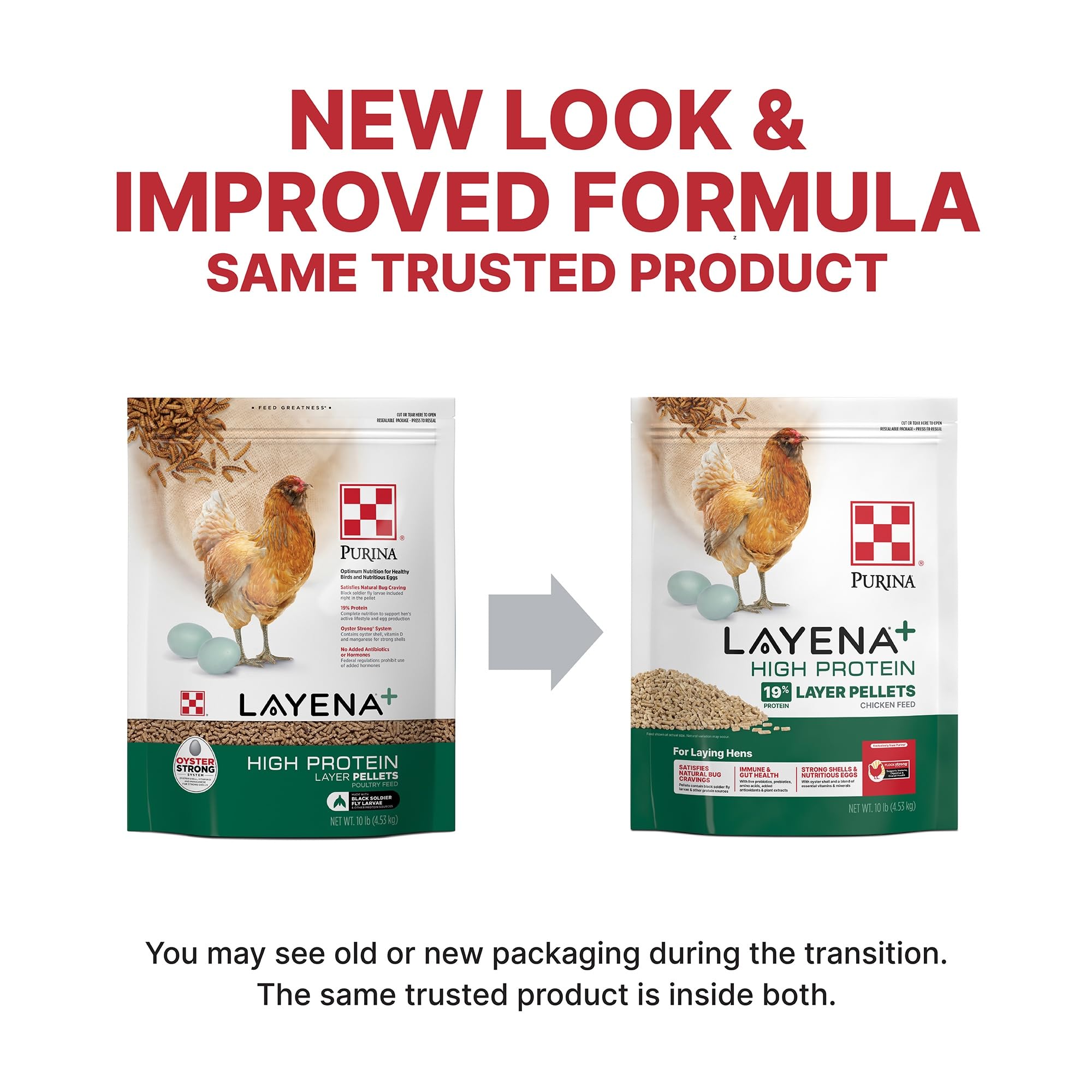 Gros plan sur granulés Purina Layena montrant texture homogène et appétence