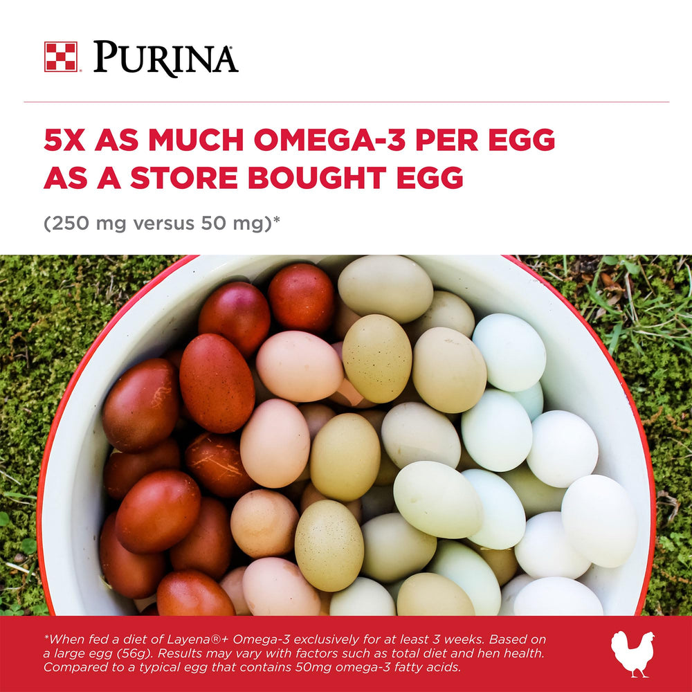 Purina Layena+ œuf avec jaune profond montrant teneur accrue en oméga‑3