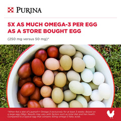 Purina Layena+ œuf avec jaune profond montrant teneur accrue en oméga‑3