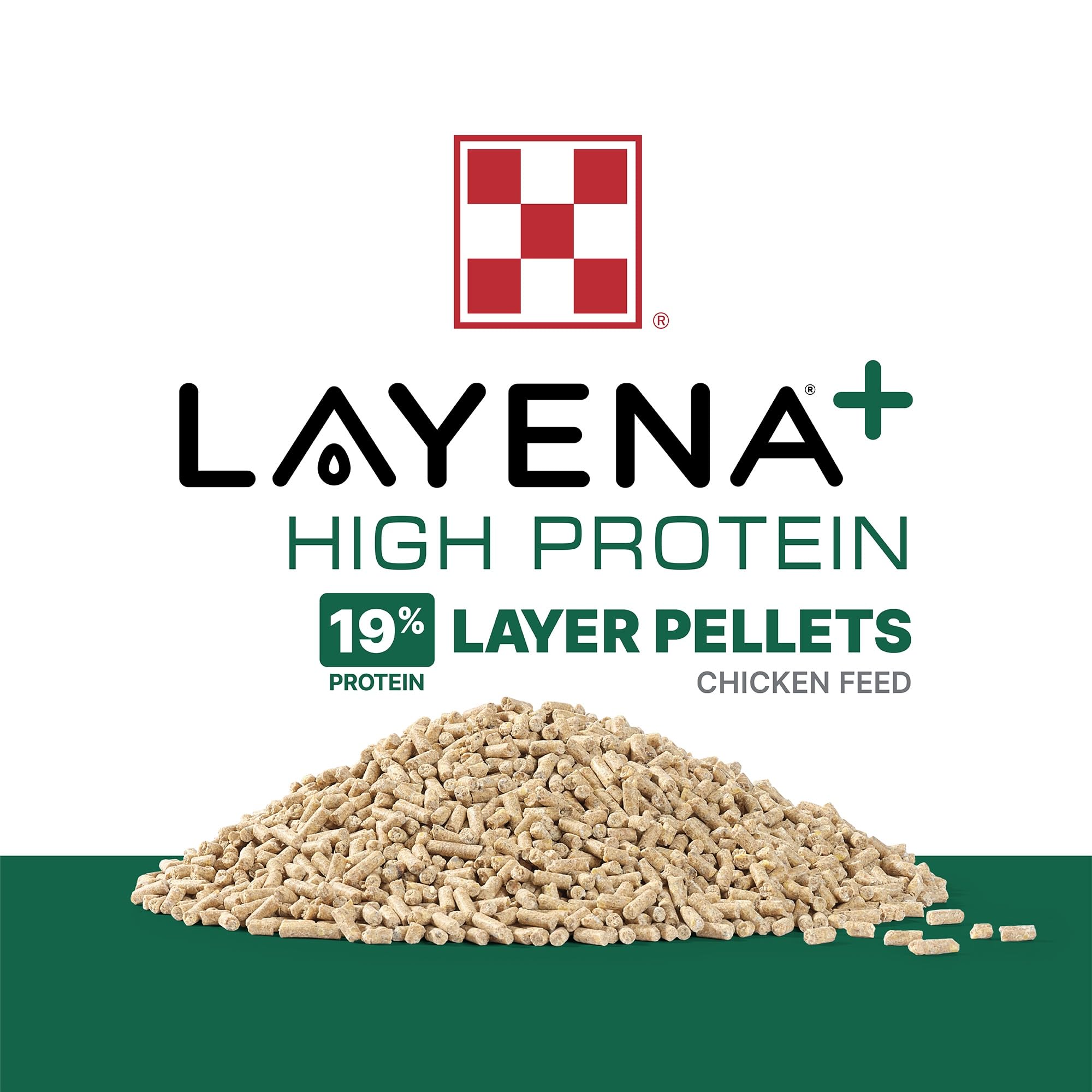 Poules picorant Purina Layena montrant acceptation élevée et comportement naturel