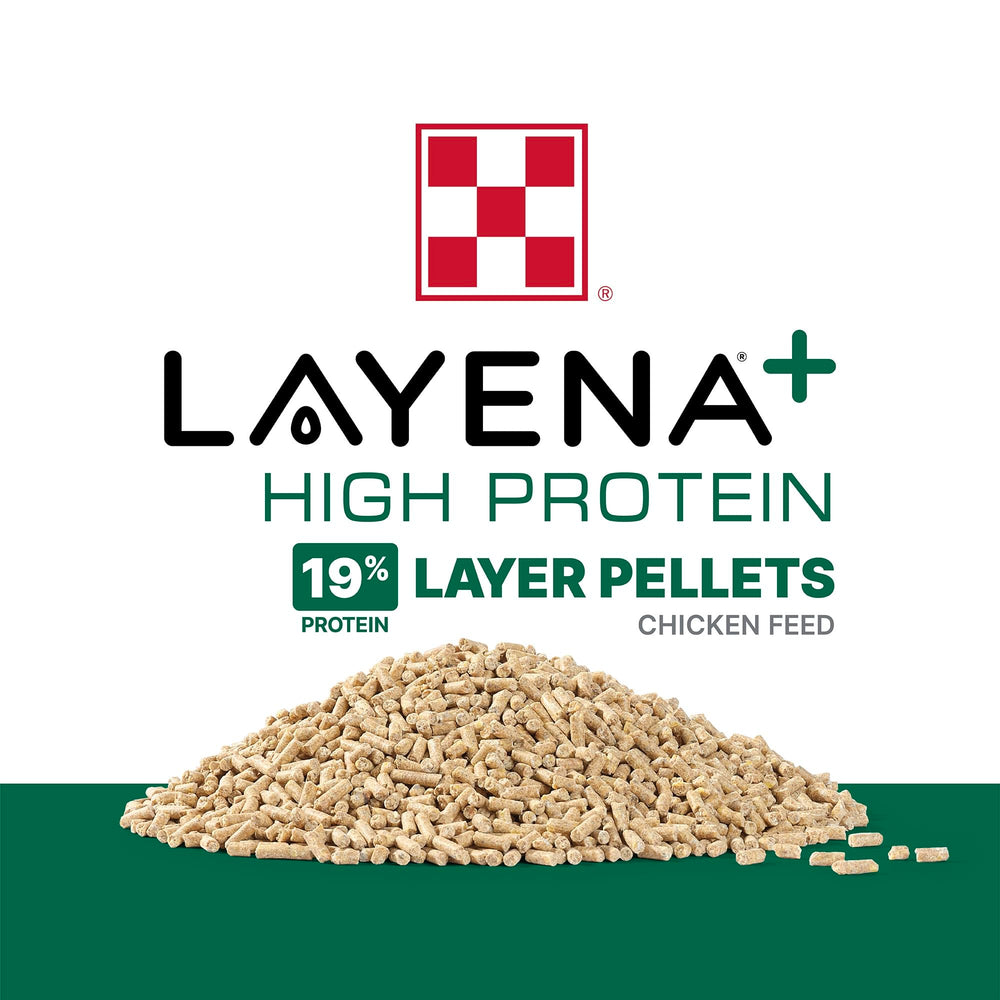 Poules picorant Purina Layena montrant acceptation élevée et comportement naturel