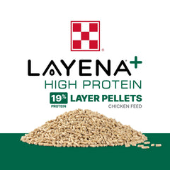 Poules picorant Purina Layena montrant acceptation élevée et comportement naturel