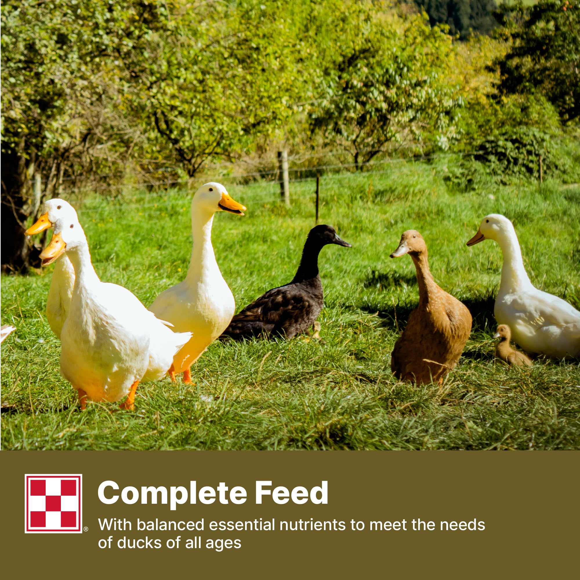 Purina lifestyle basse cour canards actifs et bien nourris