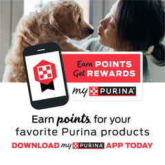 Purina Moist & Meaty gros plan sur texture moelleuse et attrait gustatif